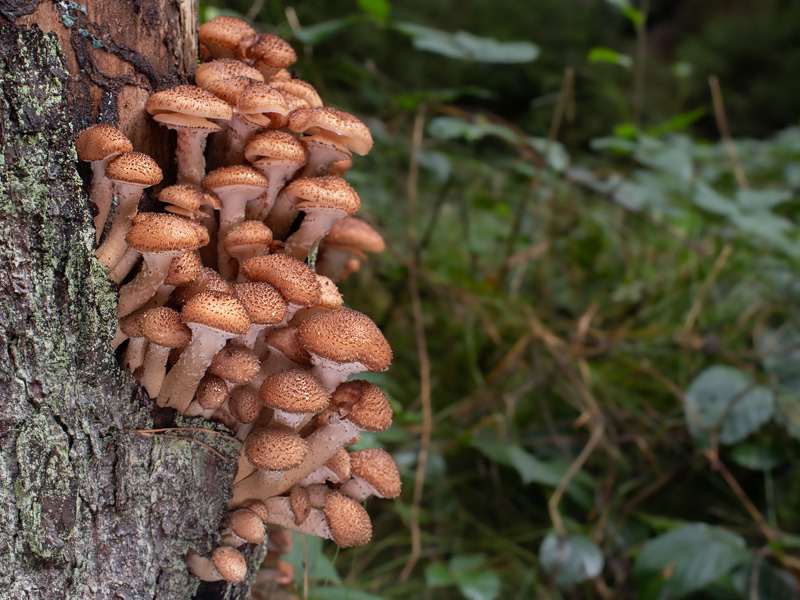 Armillaria ostoyae